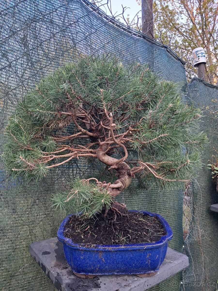 Bonsai,bonsaj Borovice - 2