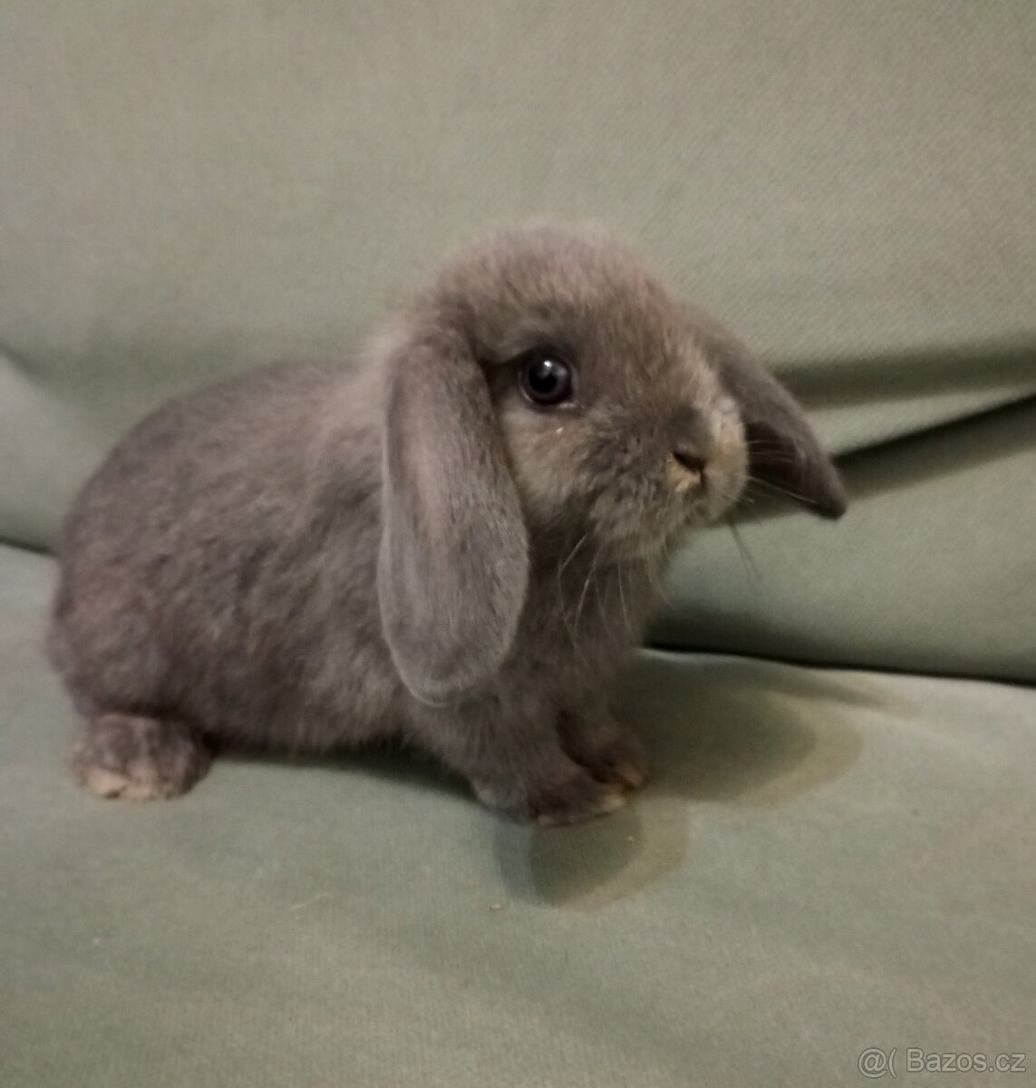 Zakrslý beránek králíček - 2