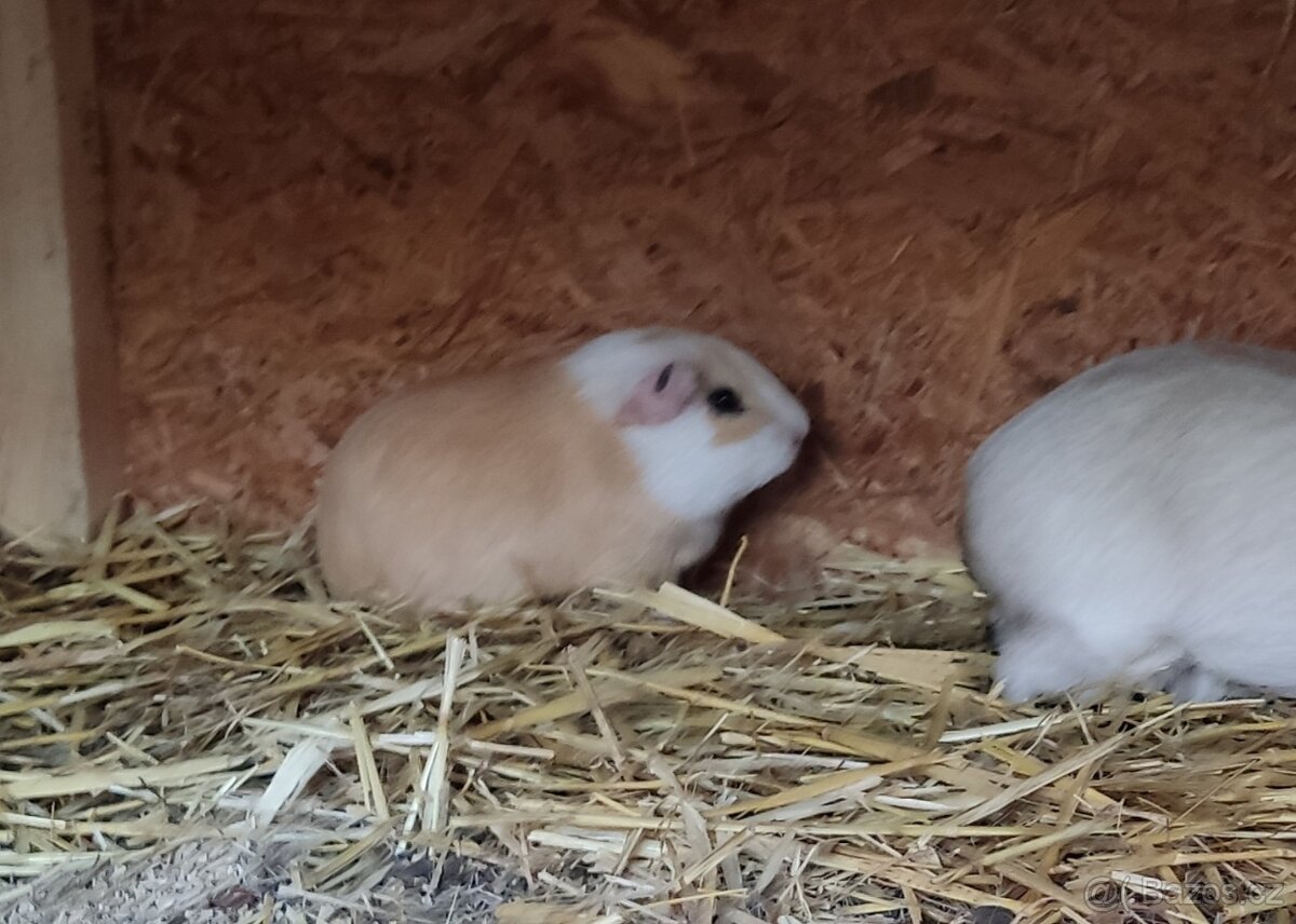 Samička CUY morčete - 2