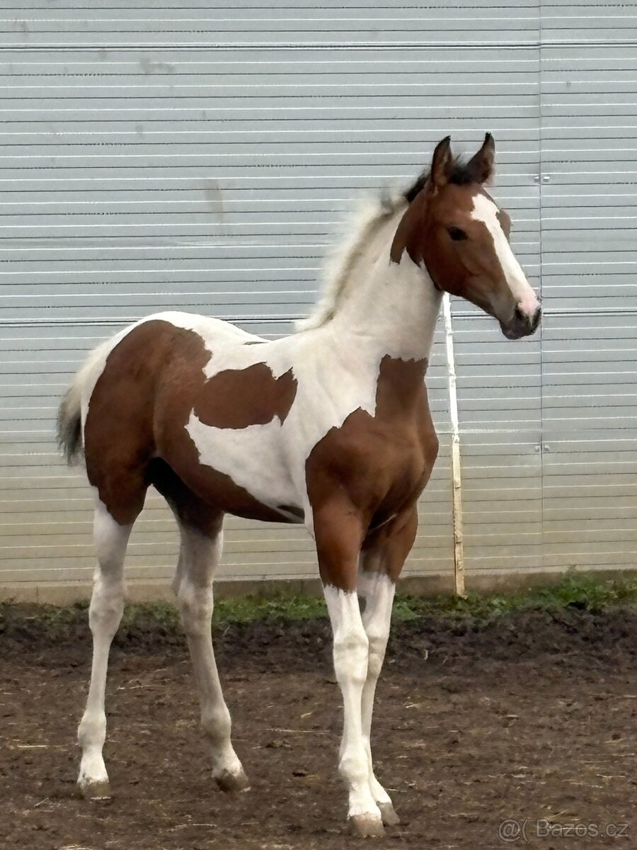 Klisnička strakoš po Giljandro van den Bosrand - 2