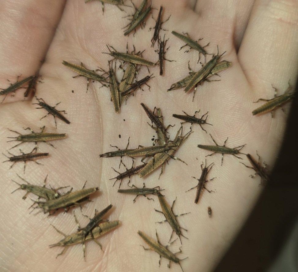 Strašilky nabídka - 2