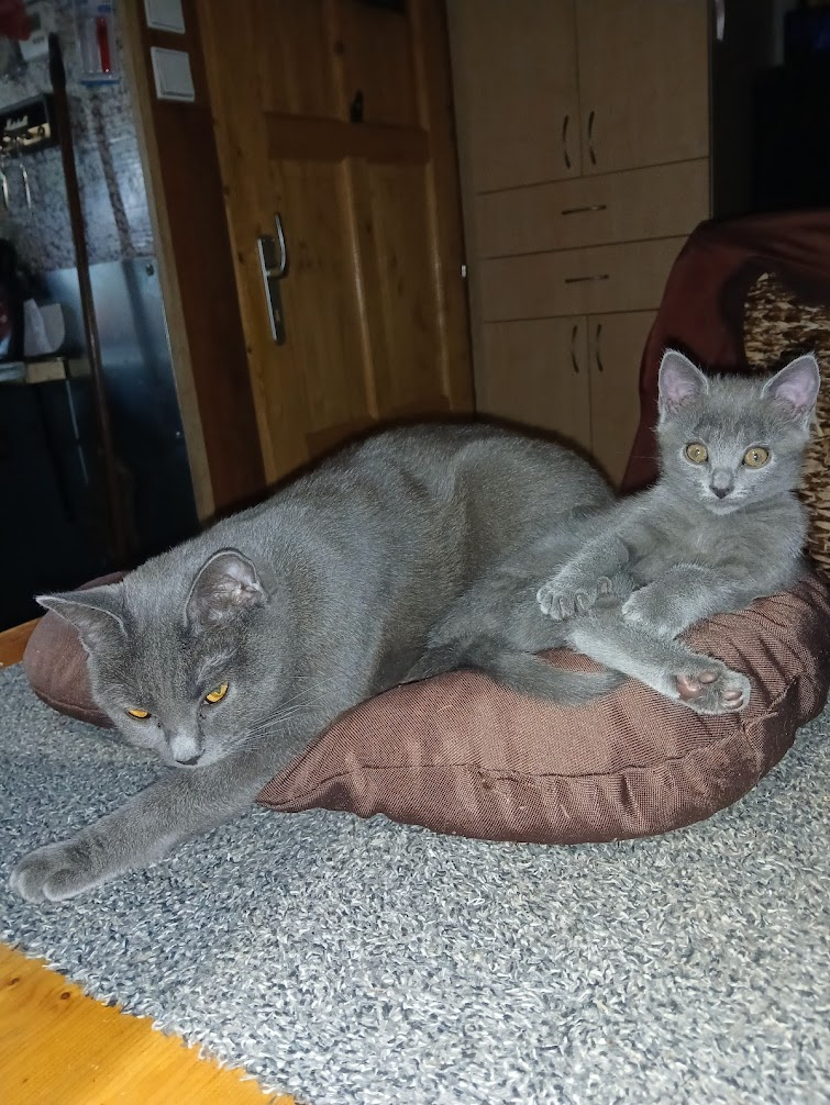 Kartouzská Kočka -kotě - 2