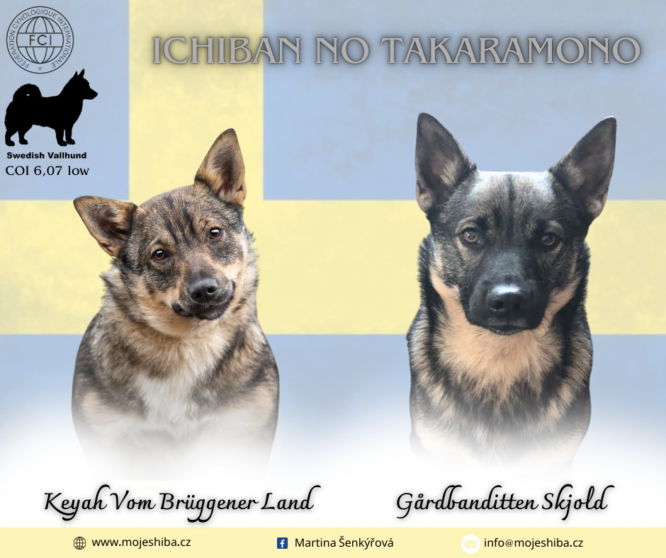 Švédský vallhund s PP - 2