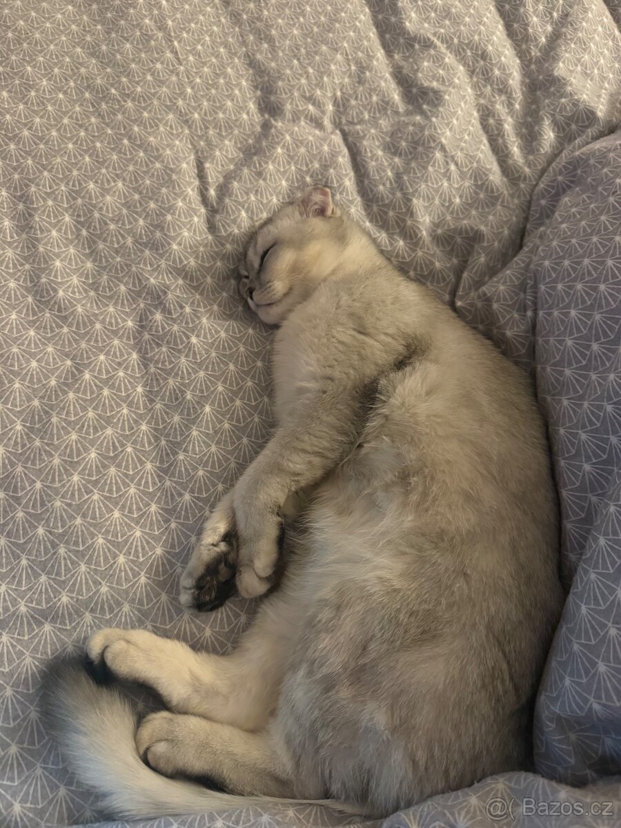 Britská Chinchilla - 2