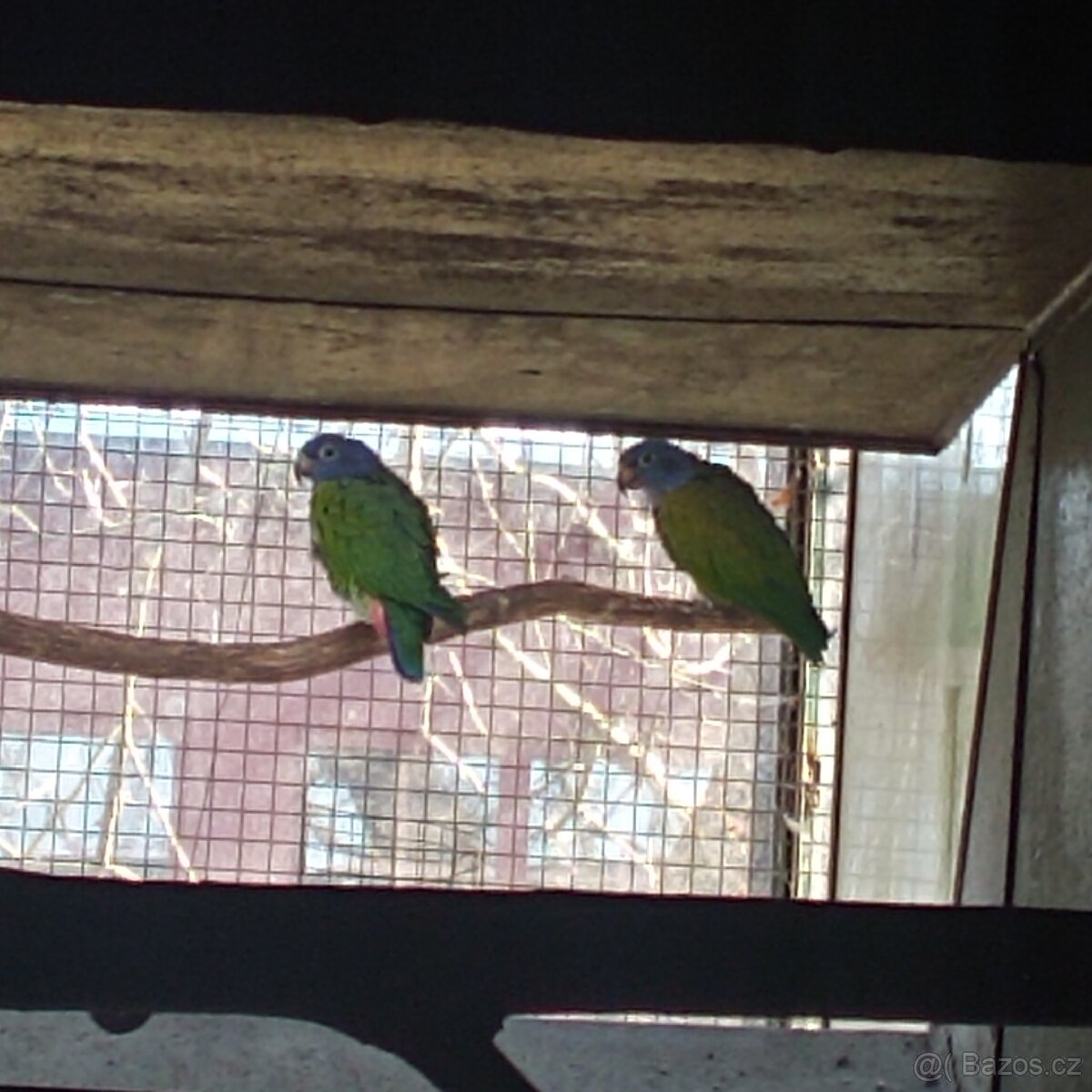 Amazonek modrohlavy chovný pár - 2