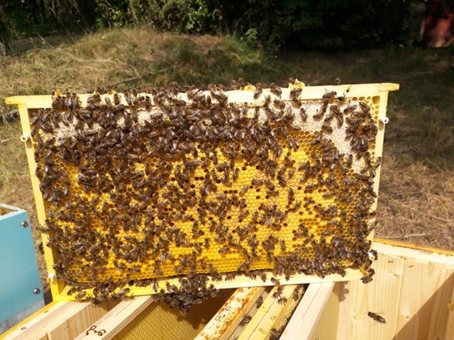 Silná vyzimovaná včelstva - 2