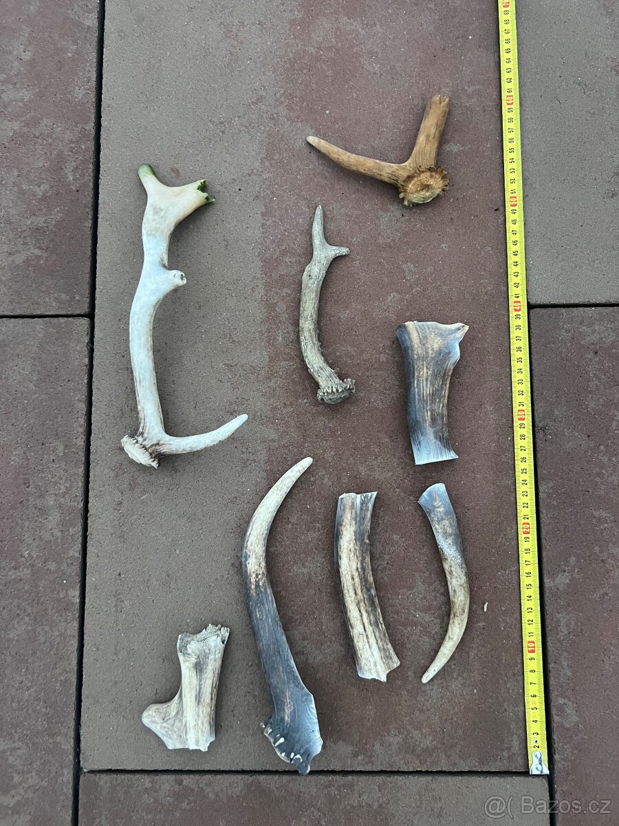 Jelení parohy pro psy (přírodní pamlsek - 2