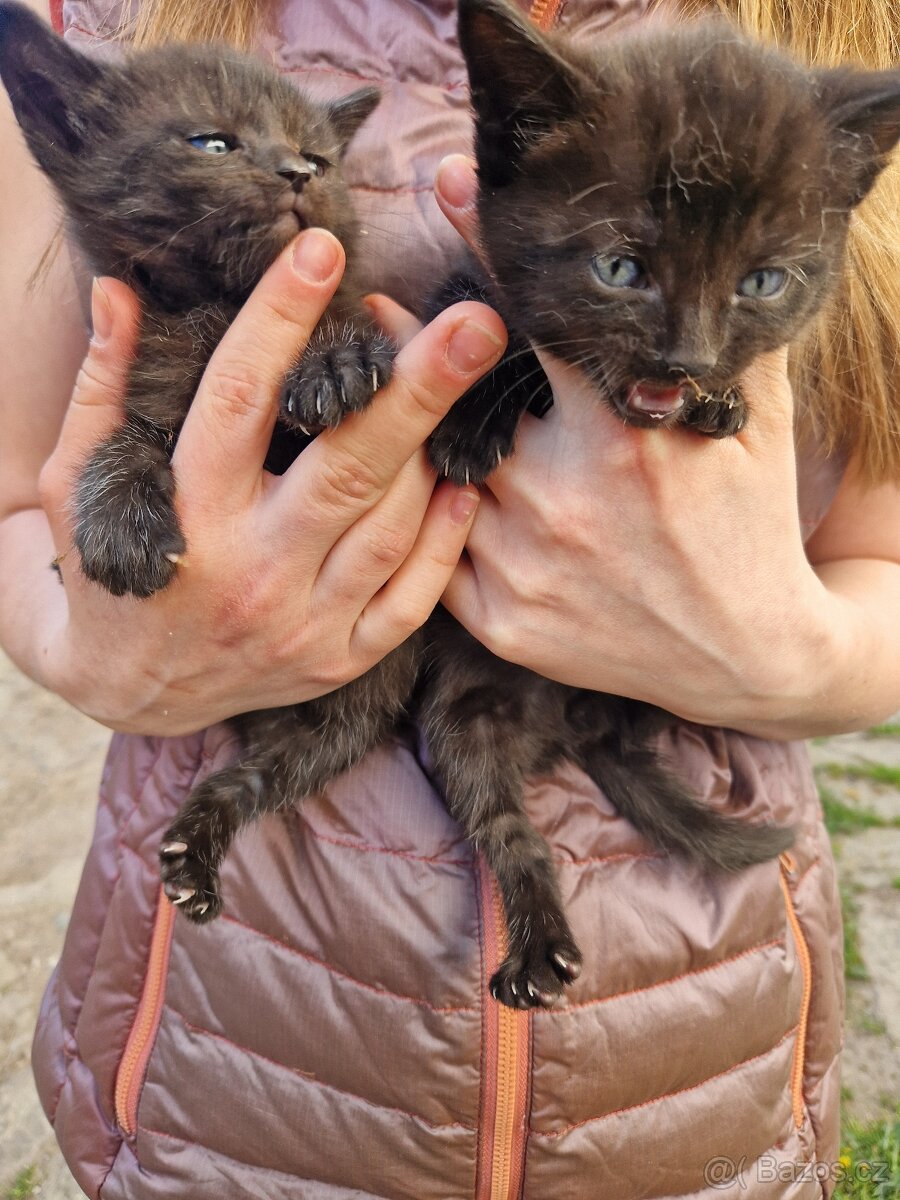 Černá koťátka - 2