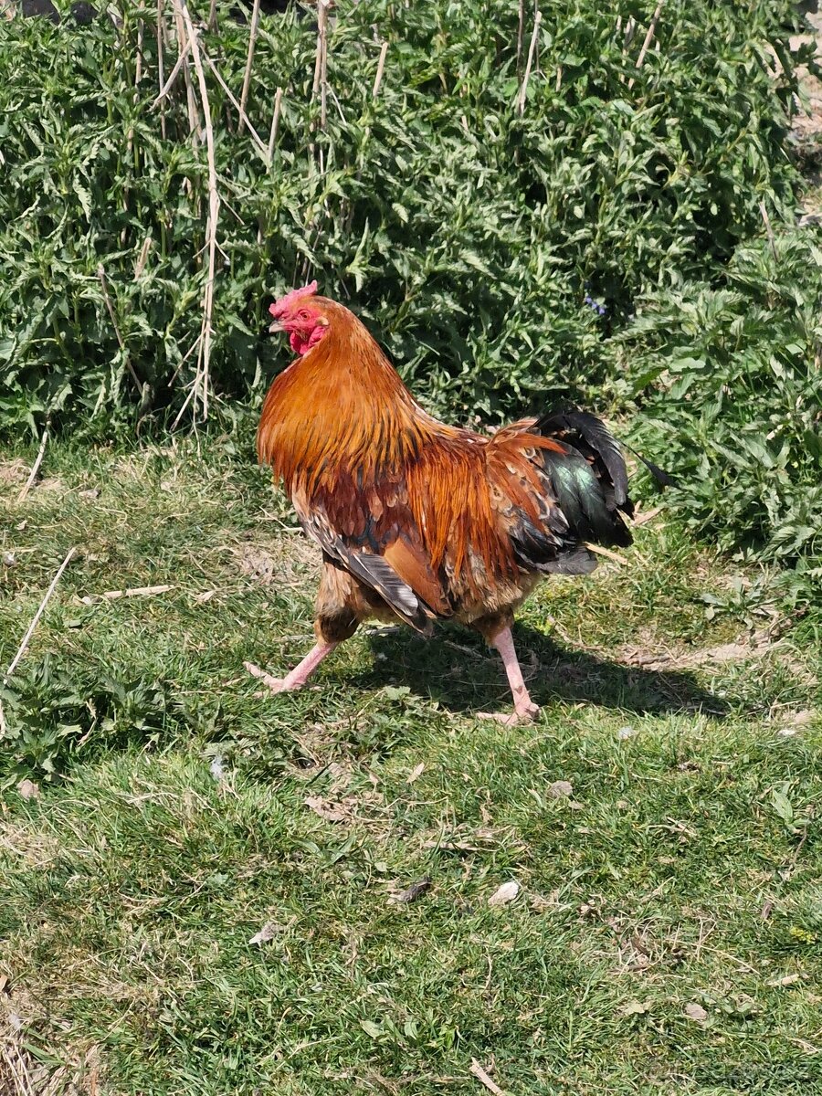 Kohouti - 2