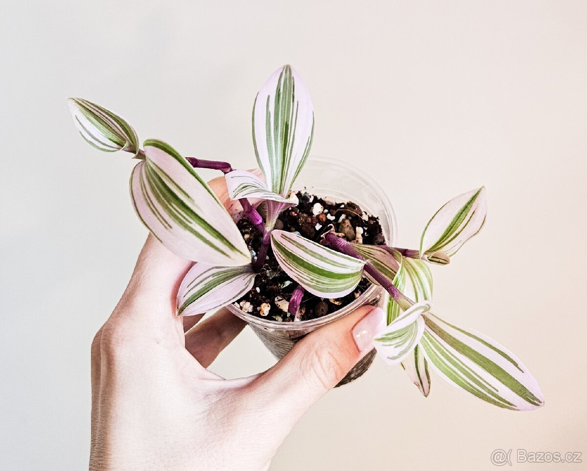 Tradescantia Nanouk - 2