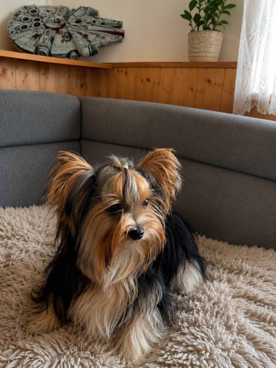 Biewer yorkshire terrier - 2