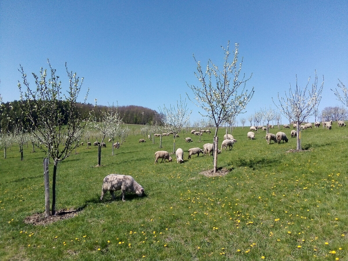 Živé sekačky - 2