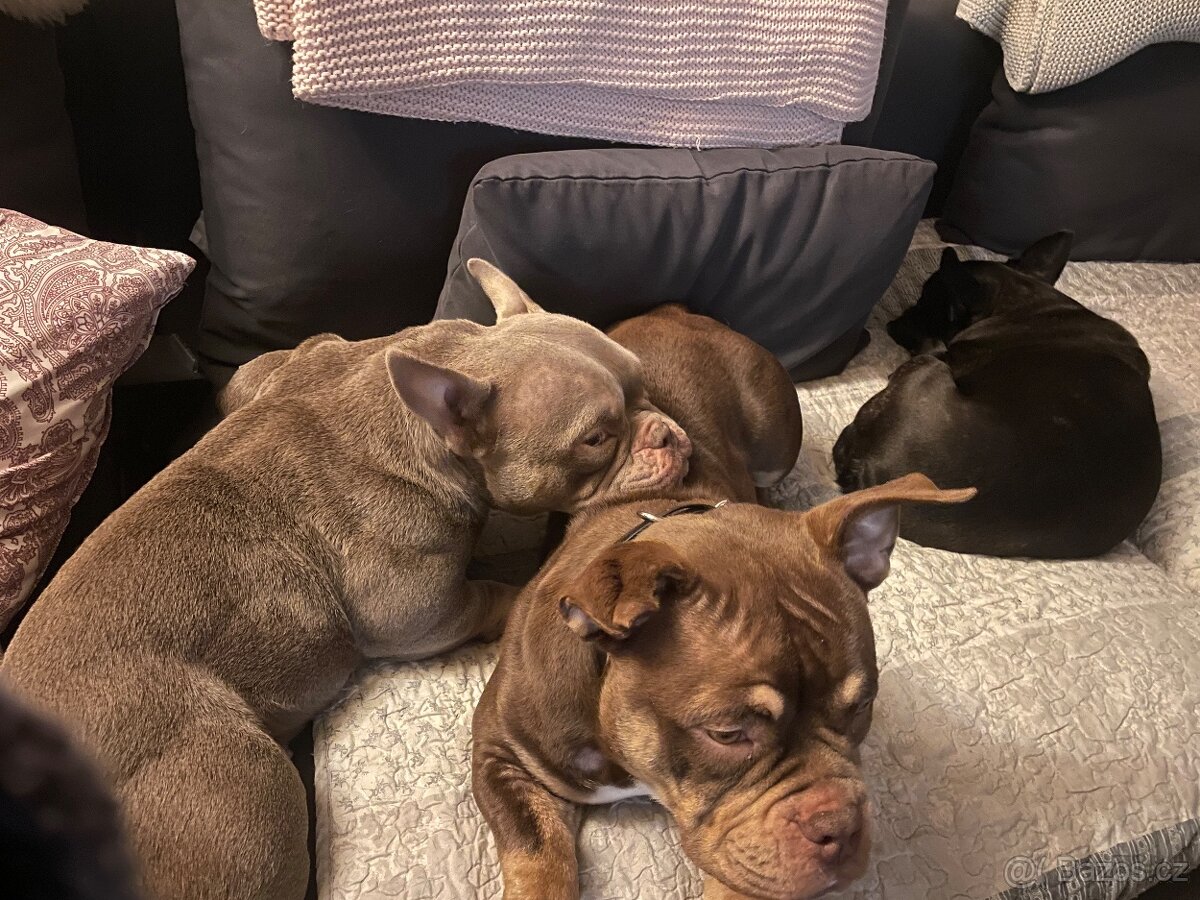 American Bully Micro/exotik s PP - 2