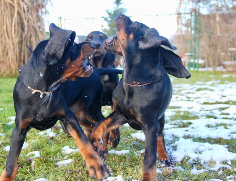 Coonhound Black and Tan/ Americký mývalí pes - 2