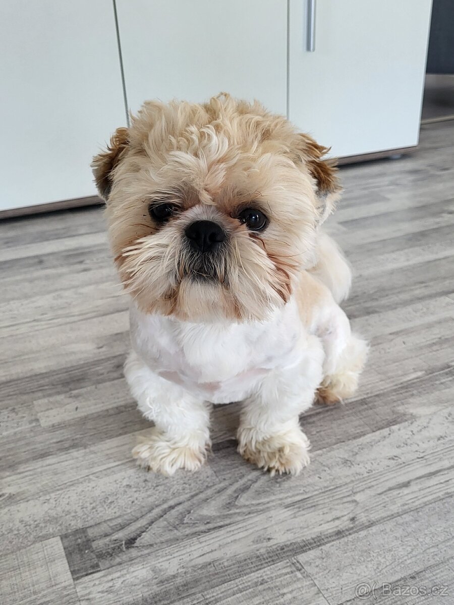 Shih-tzu ke krytí - 2