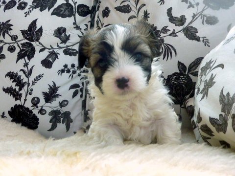 Boloňský psík - 2