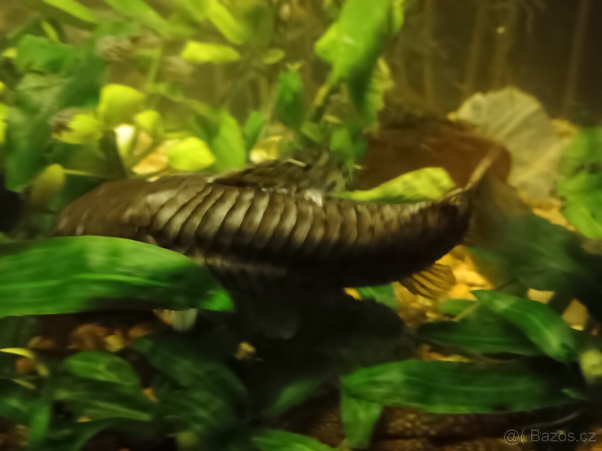 Prodám Ancistrusy a sumečky - 2