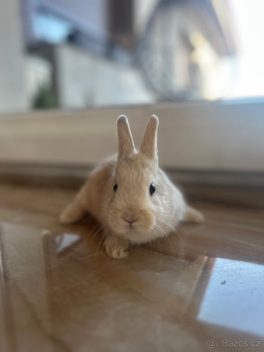 Zakrslý kralicek - 2