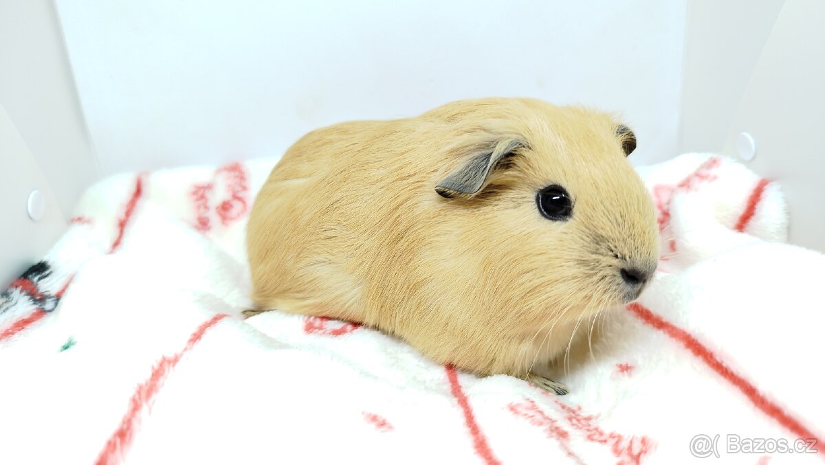 Morče, Morčata, Morčátko, Morčátka - SISI - 2