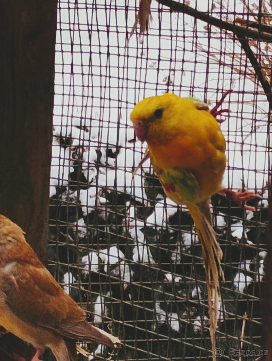 PAPOUŠEK ZPĚVAVÝ - 2