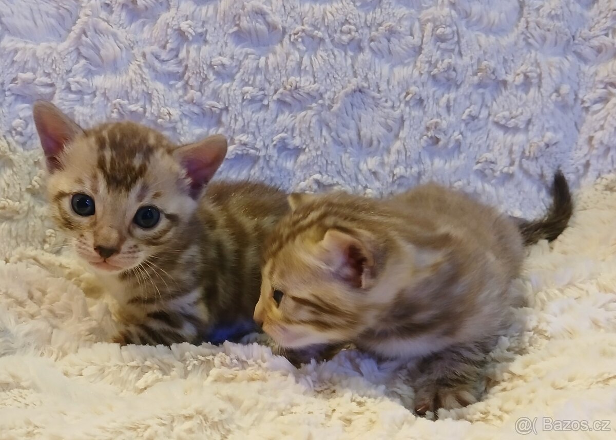 Bengálská rozetová kočka s pp - 2