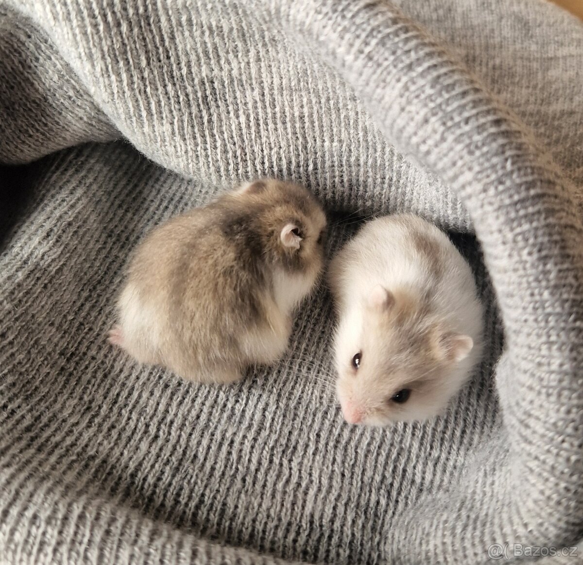 Mláďata křečka džungarského - 2