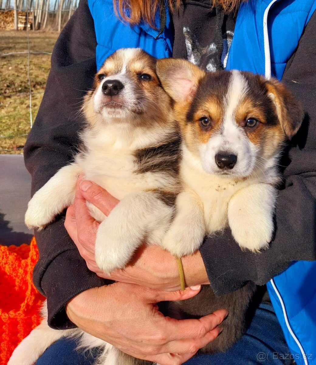 Welsh corgi pembroke - 2