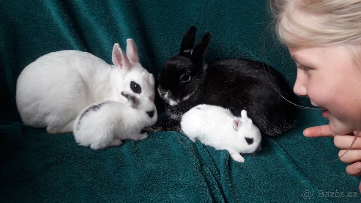 Zakrslí králík - 2