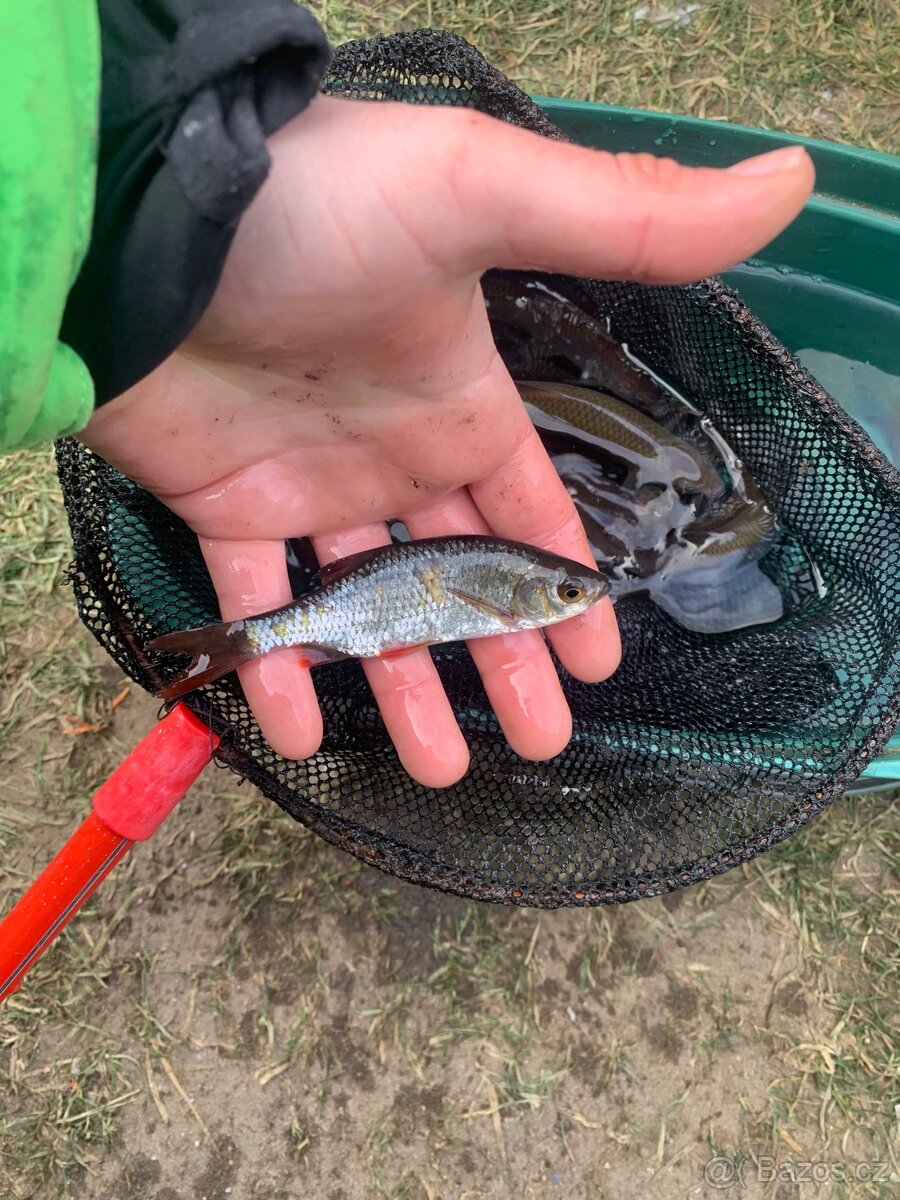 Nástražní rybičky - 2