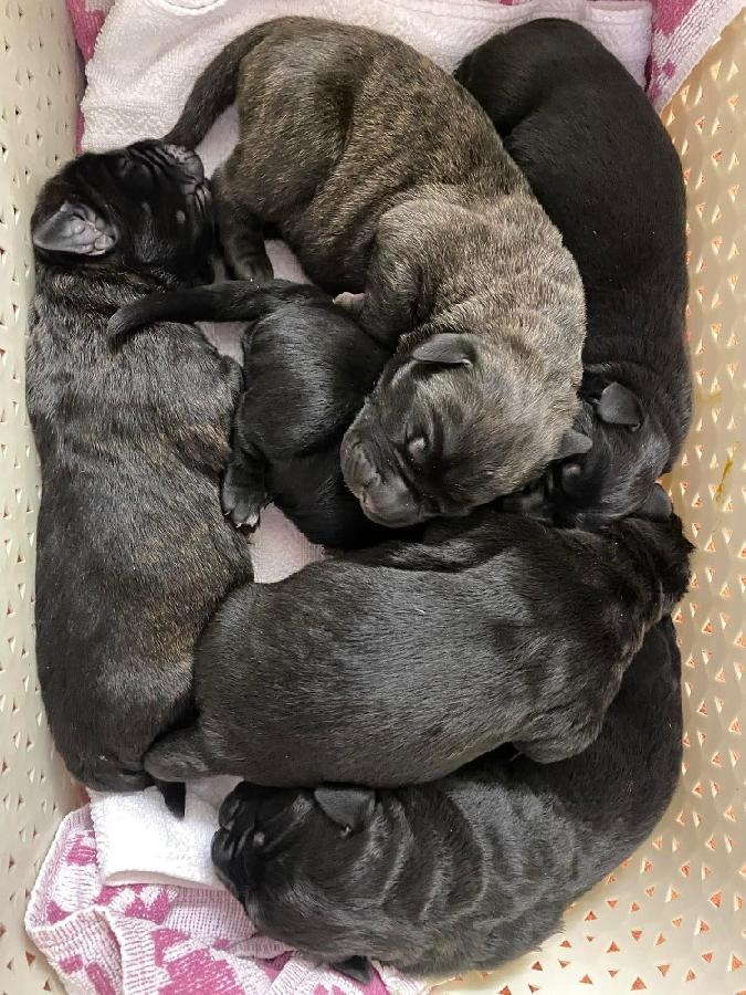 Štěňata Cane Corso s PP - 2