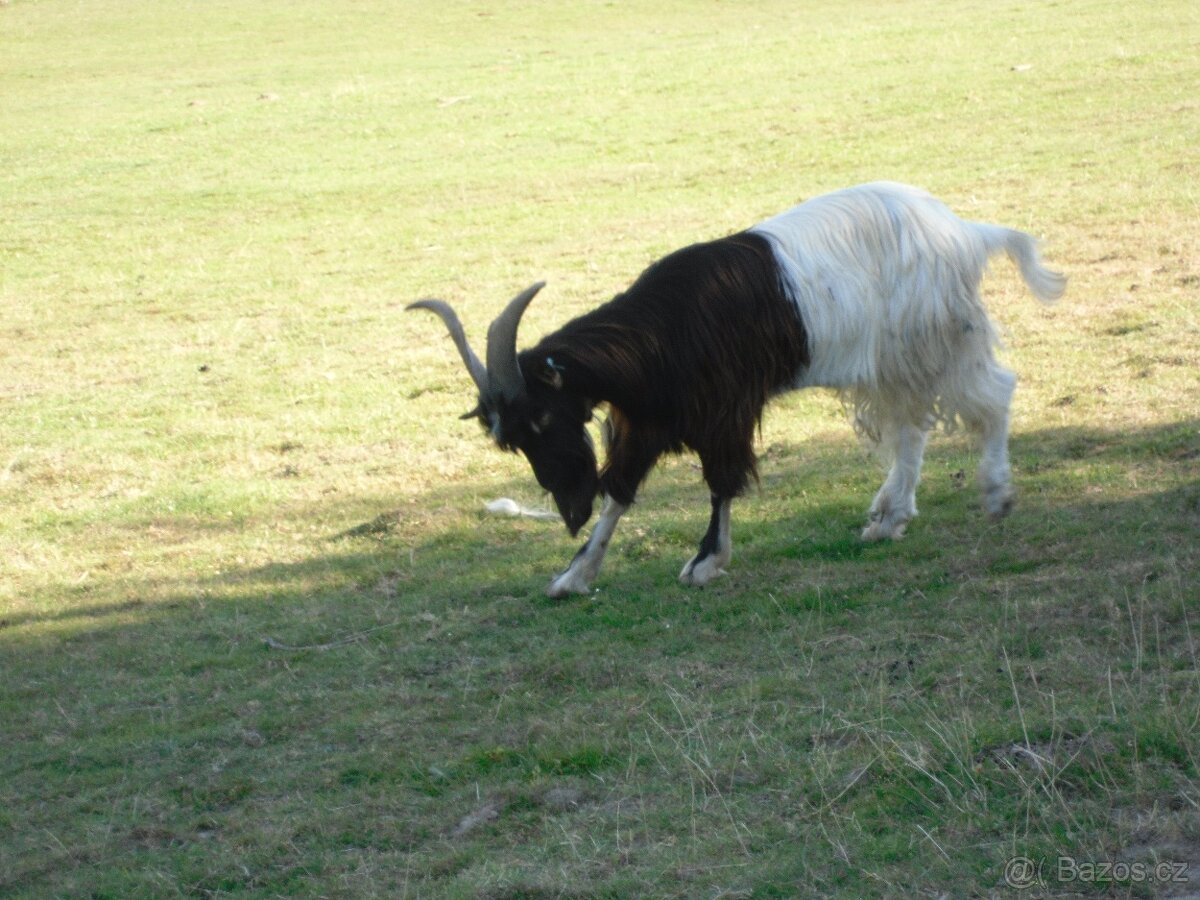 Kozel kříženec - 2