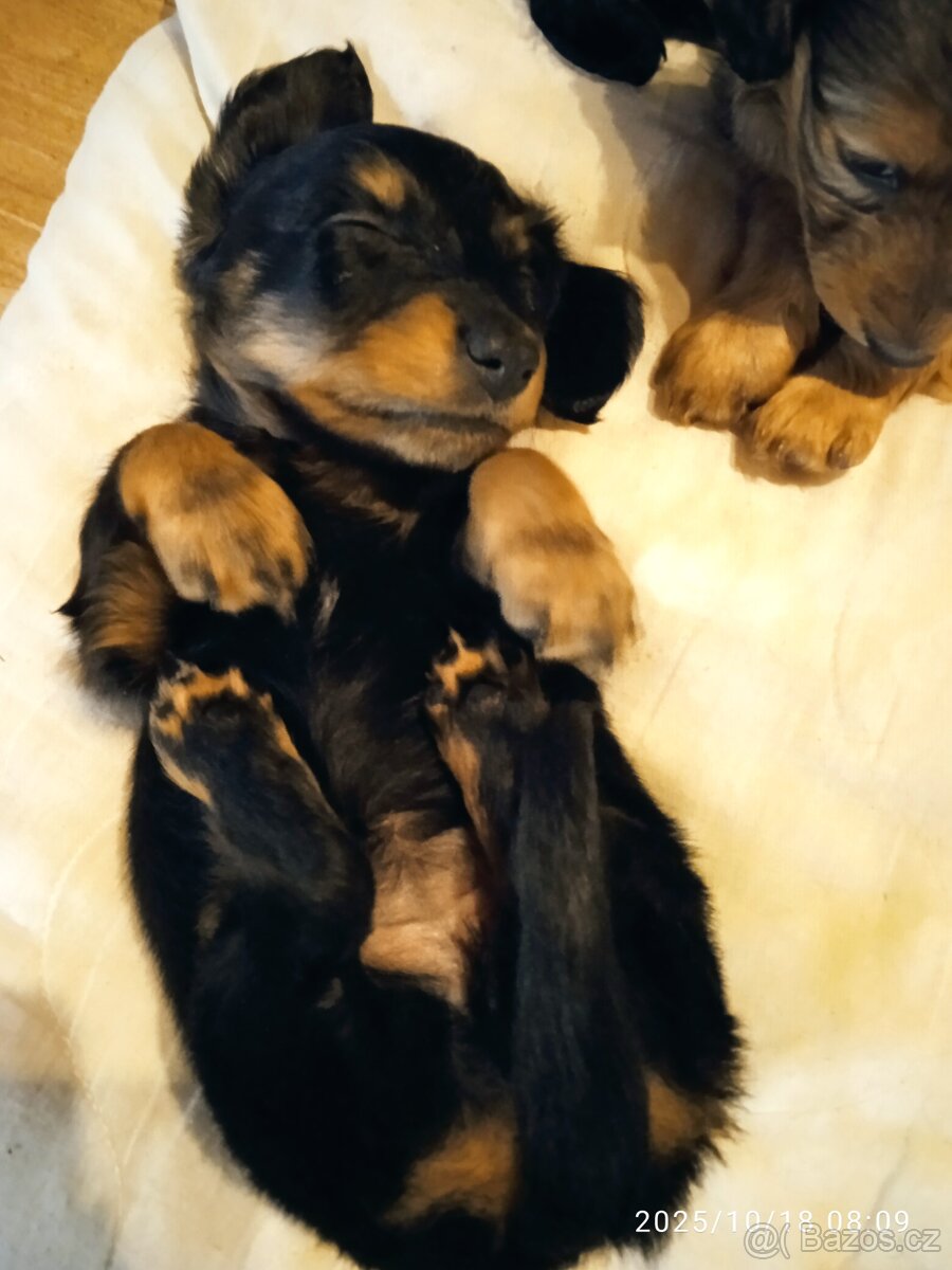 Prodej štěňat dlouhosrstý jezevčík - 2