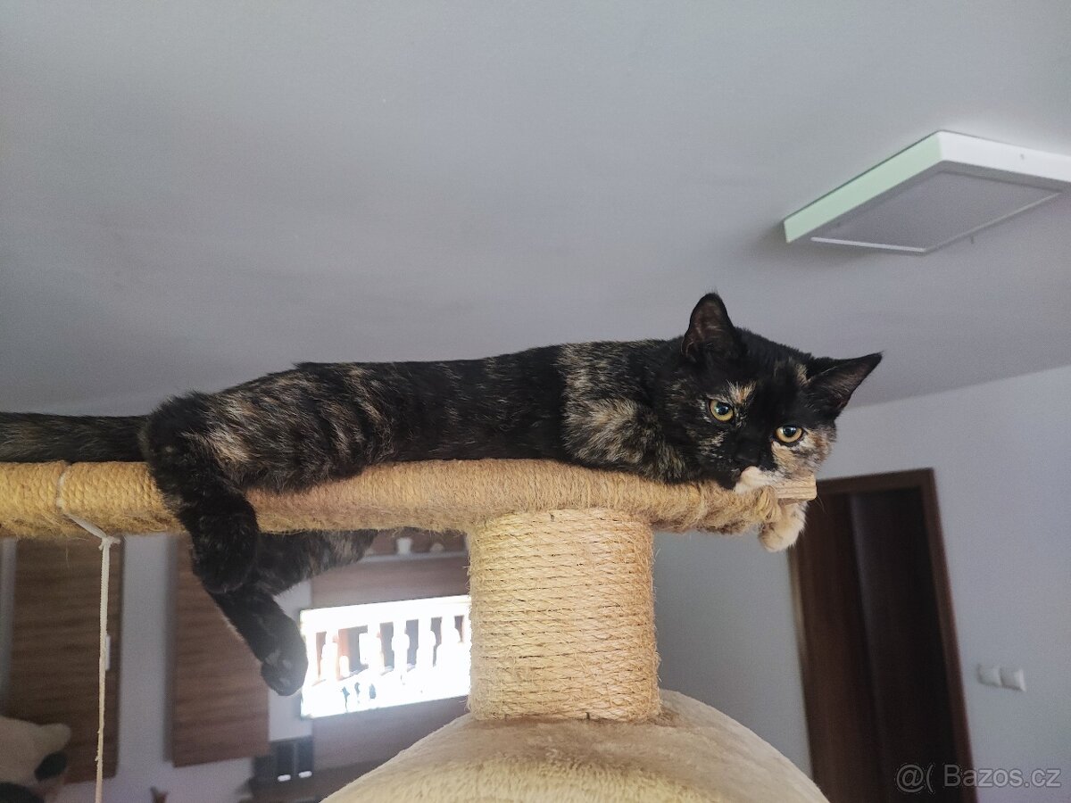 Skotské klapouché holčičky Straight ❣️ - 2