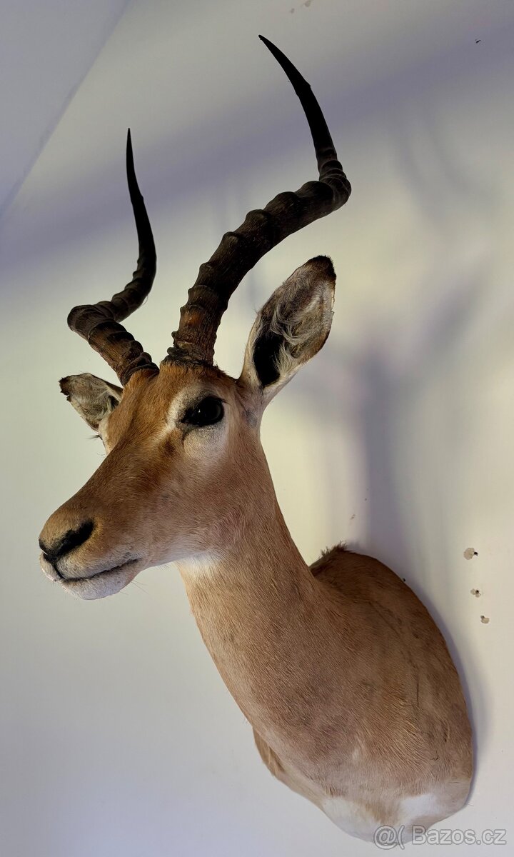 Nádherná Lovecká Trofej - IMPALA Afrika - TOP - 2