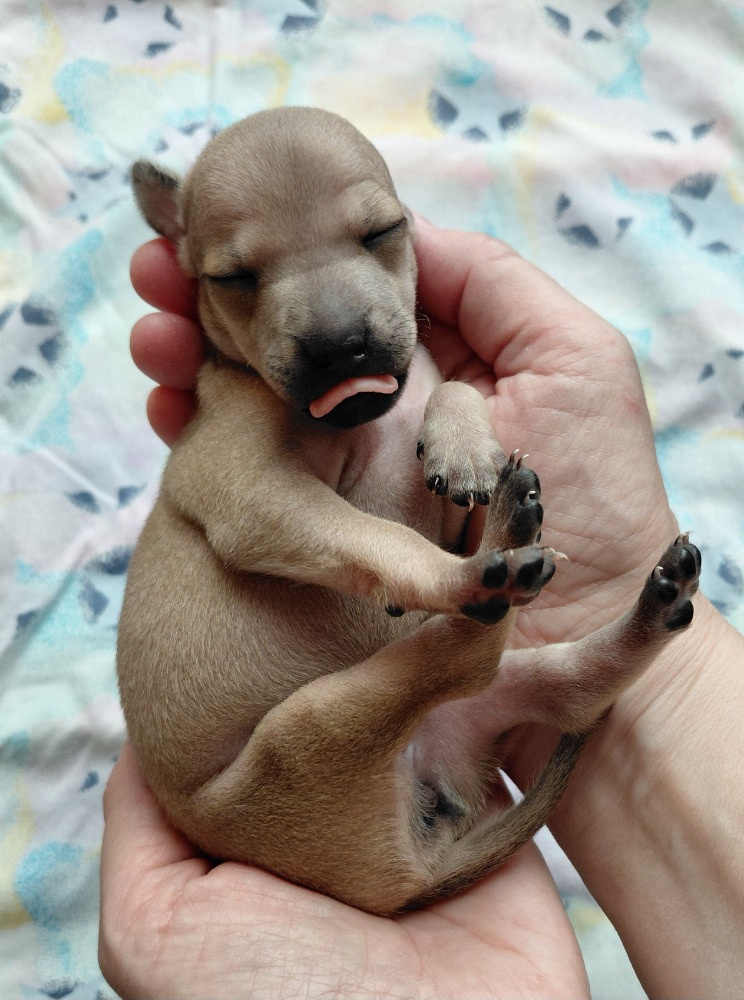 ITALSKÝ CHRTÍK - 2