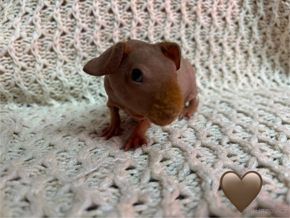 Skinny morčátka, samečci - 2