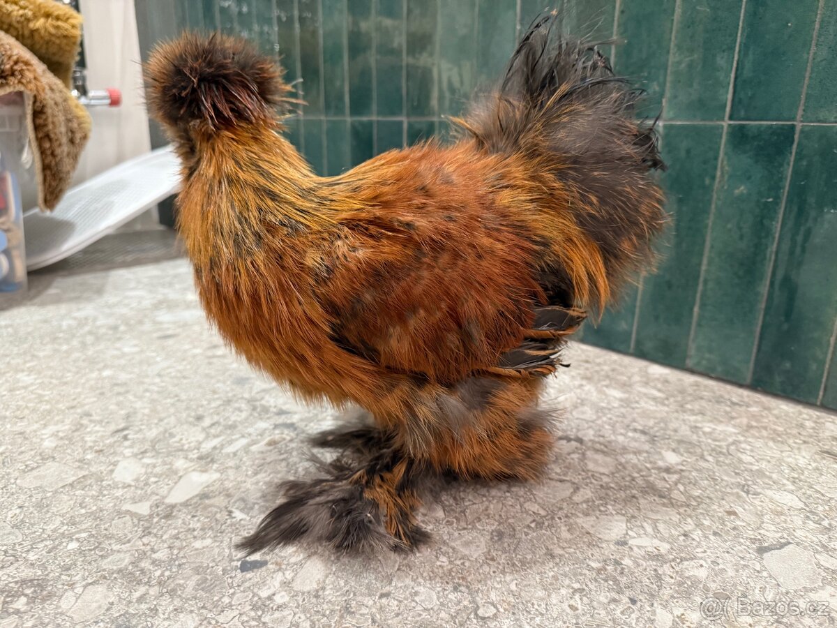 Hedvabnicka USA kohoutek - 2