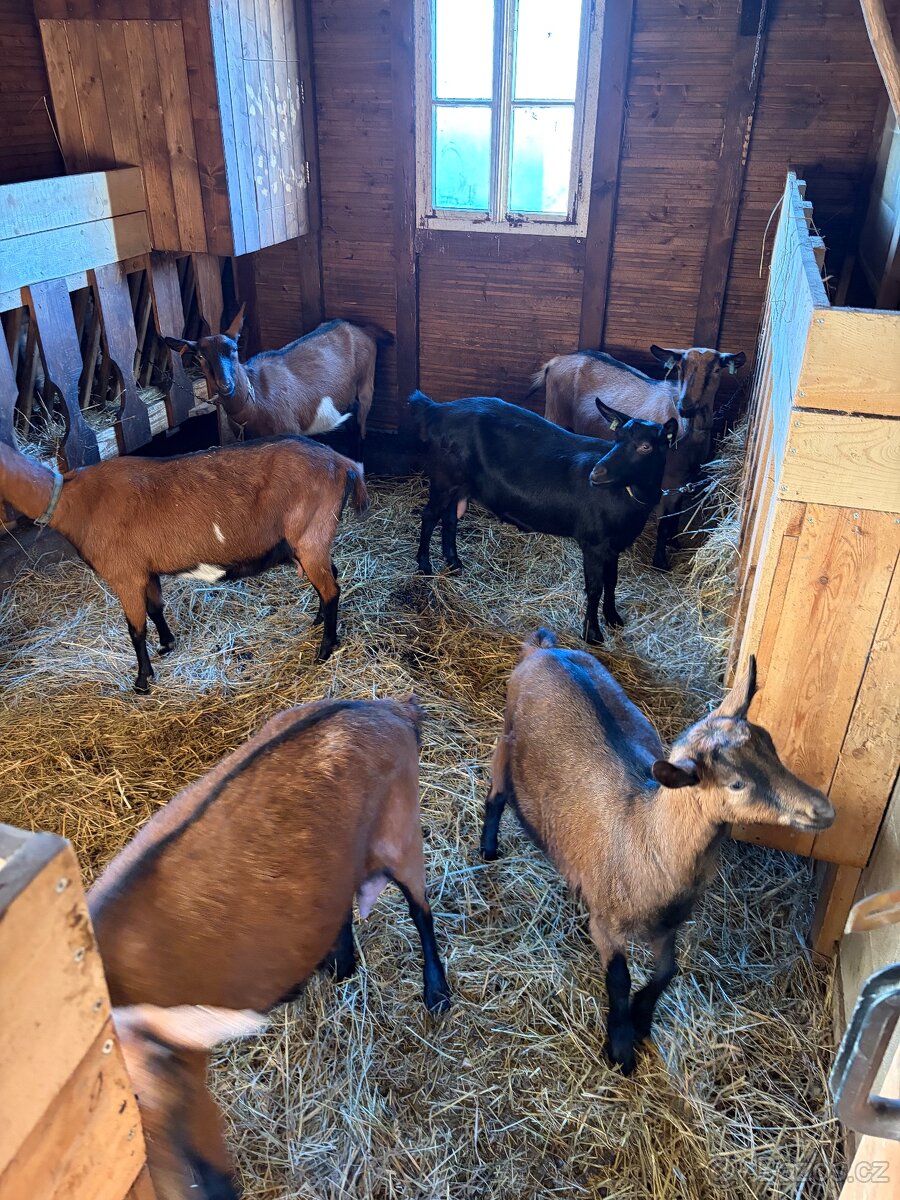 Koza hněda krátkosrstá mléčná - 2