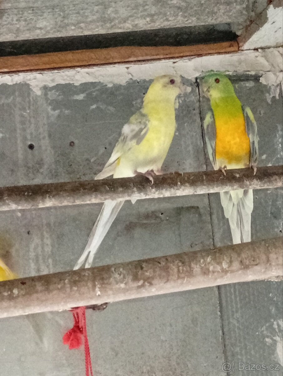 Papoušek zpěvavý - 2