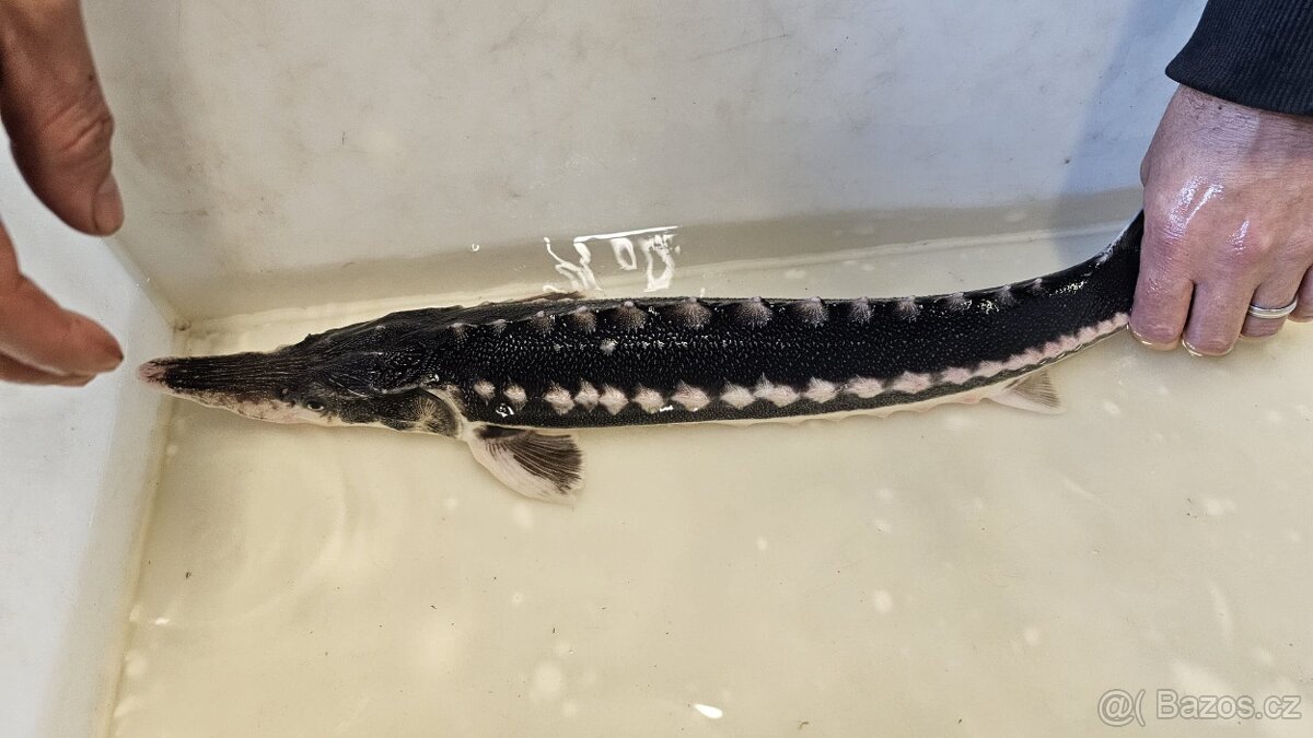 Jeseter hvězdnatý - 2