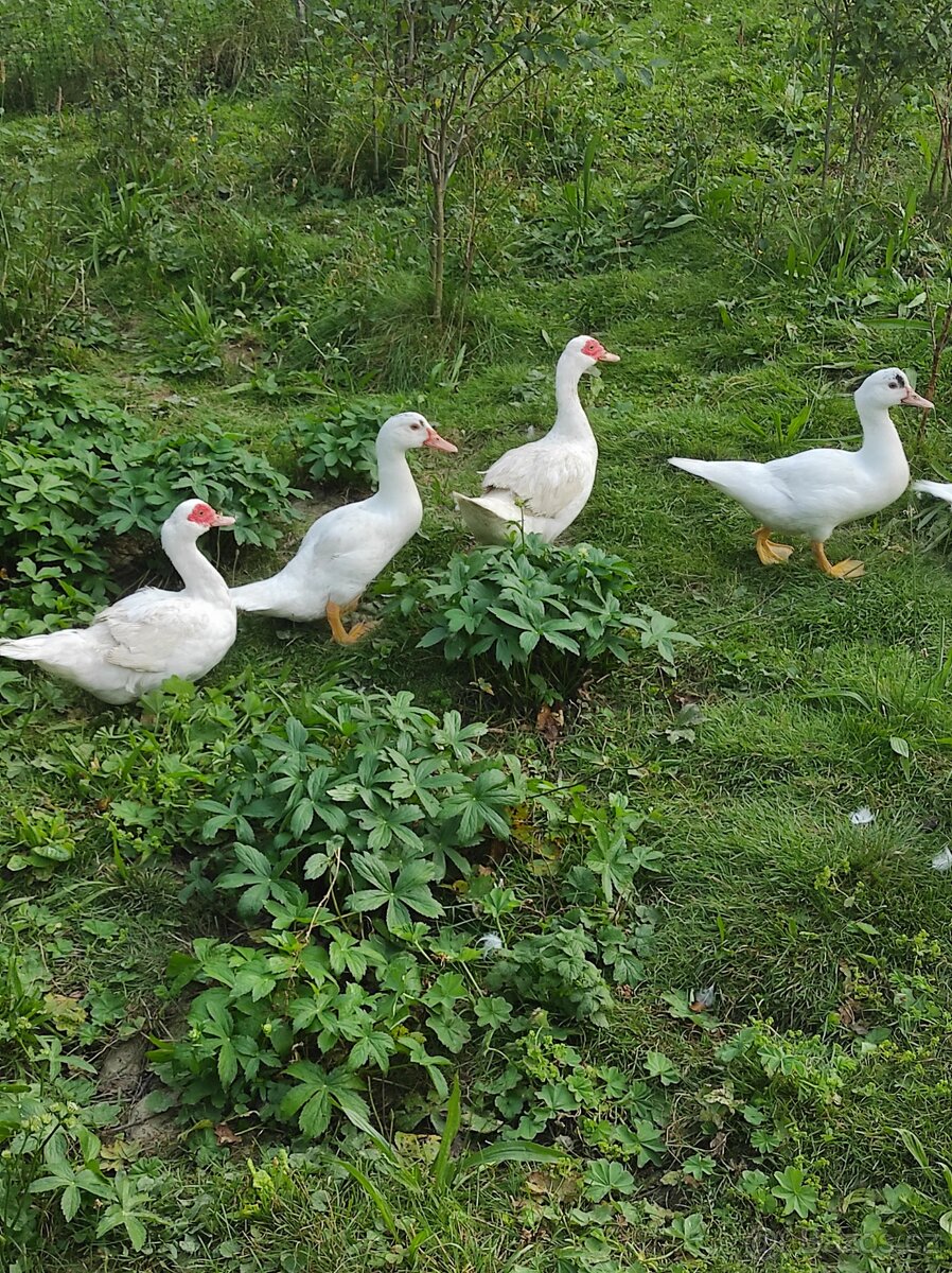 Kachna pižmová - 2