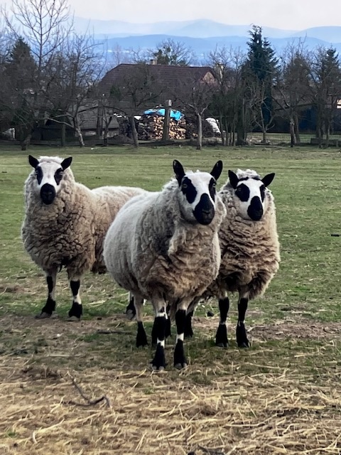 Kerry Hill beran - 2