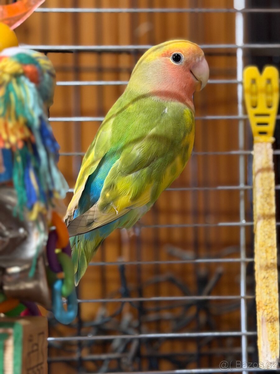 Líbivý Agapornis na prodej - 2