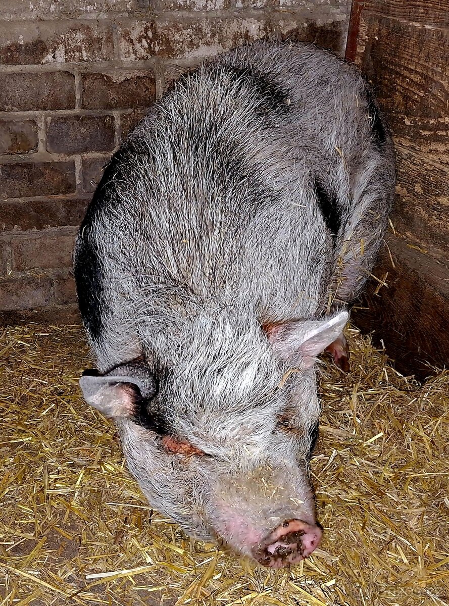 Gottingenske prase - 2