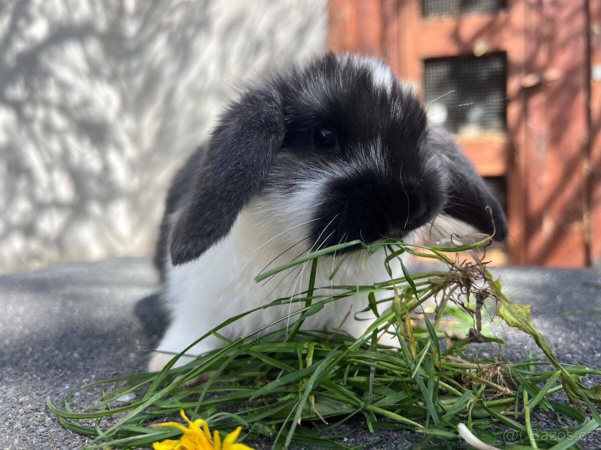 Zakrslý beránek - 2