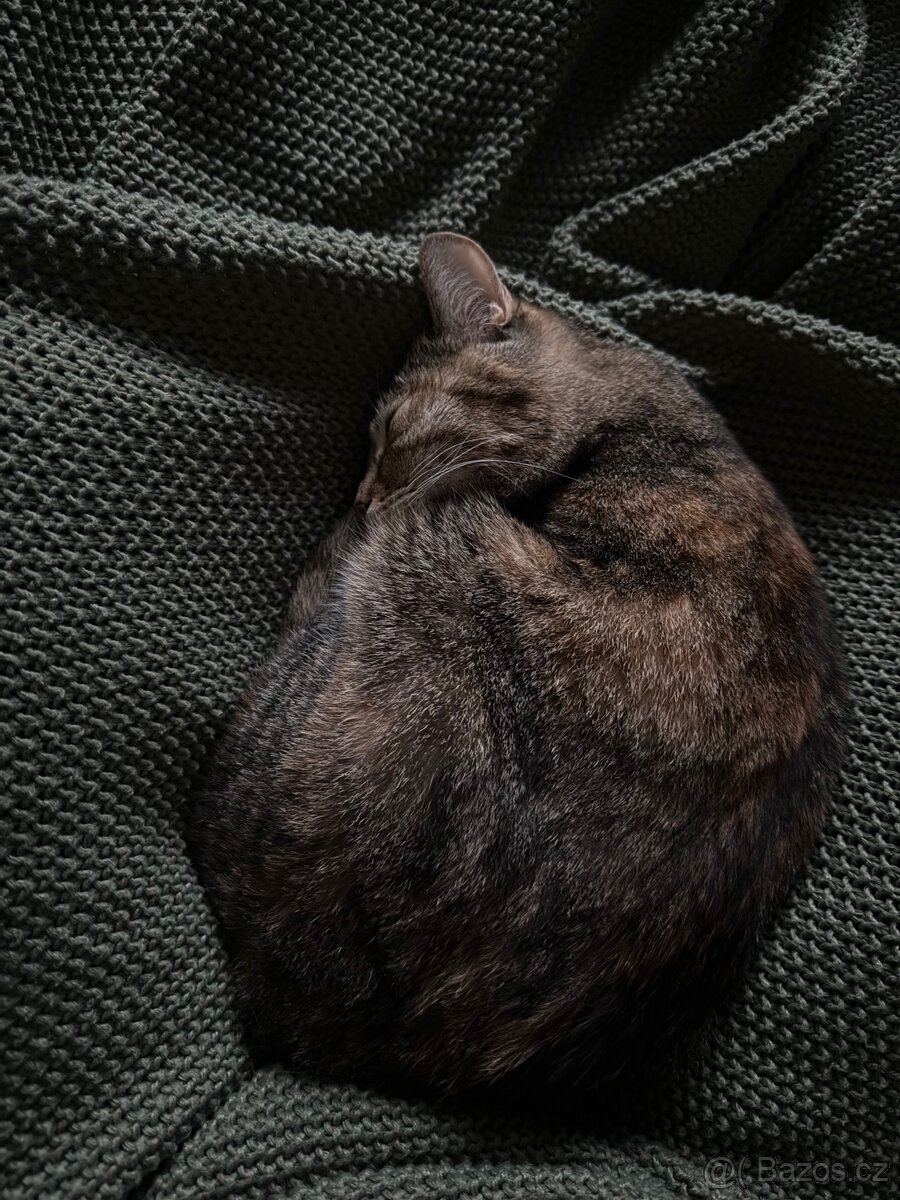 Kočka k adopci - 2