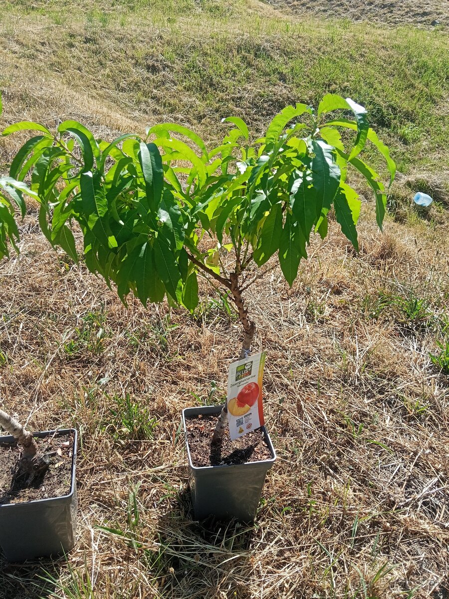 Zakrslá broskvoň Nectarella - 2