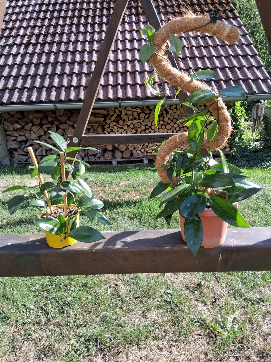 Daruji pokojvky - 2