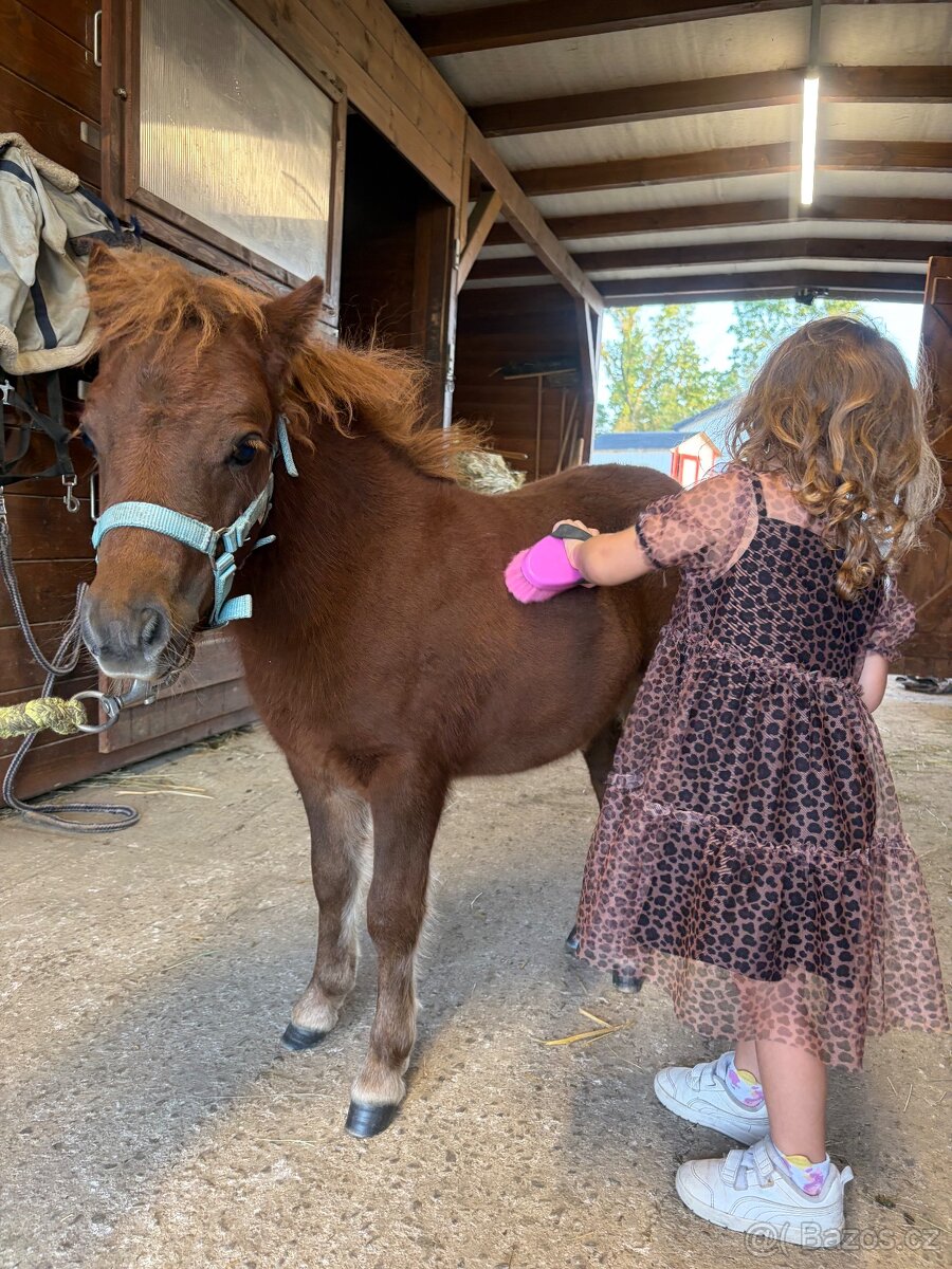 Pony hřebeček - hříbě - 2
