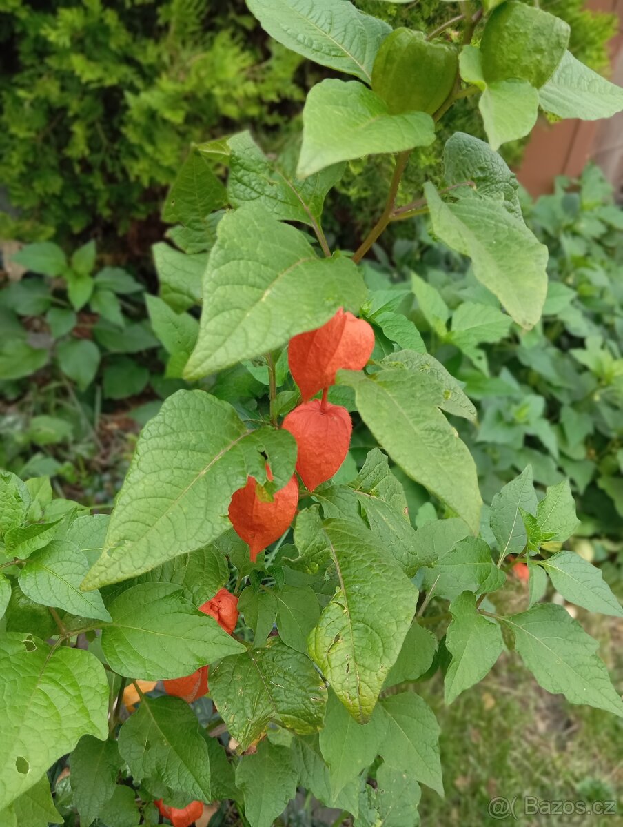 Mochyně židovská - trvalka odkopky trvalek - 2